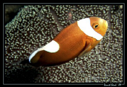 Sattleback Clown fish in Dauin, car wreck - great dive, g... by Daniel Strub 